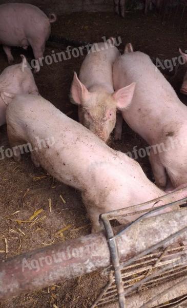 Piglets for sale