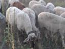 Sheep for sale