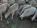 Sheep for sale