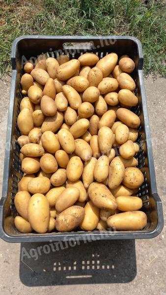 Yellow potatoes for sale