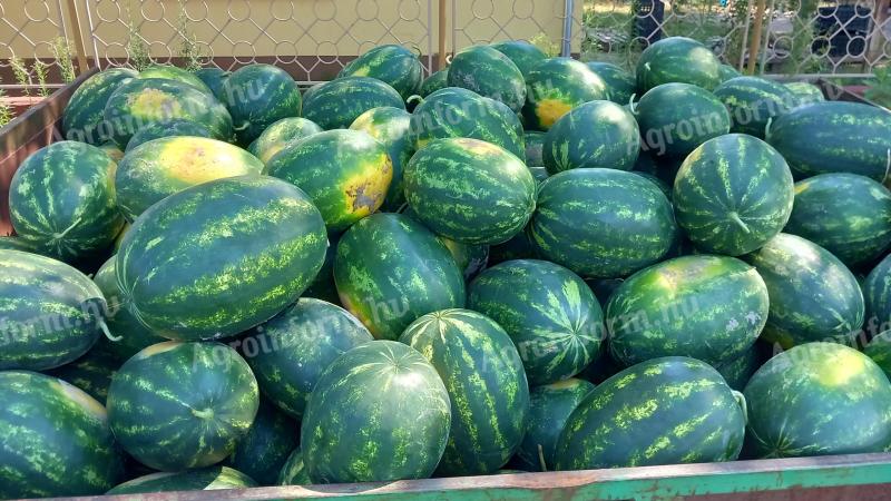 Wassermelone zu verkaufen