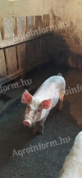 Mangalica-Duroc piglets