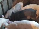 Mangalica-Duroc piglets