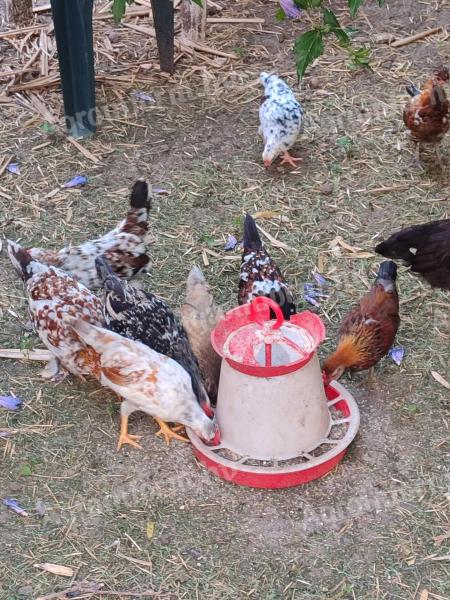 Japanese chickens