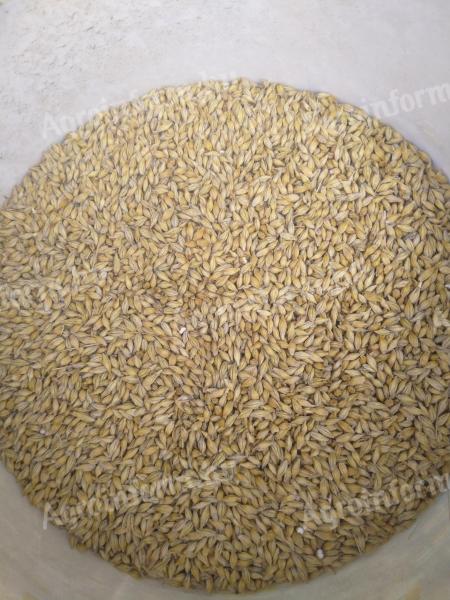 Autumn barley for sale