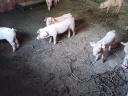 8 Wochen altes Edelschwein