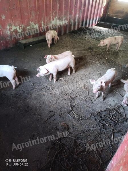 8-week-old election piglet