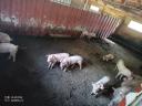 8 Wochen altes Edelschwein