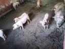 8 Wochen altes Edelschwein