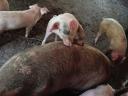 8 Wochen altes Edelschwein