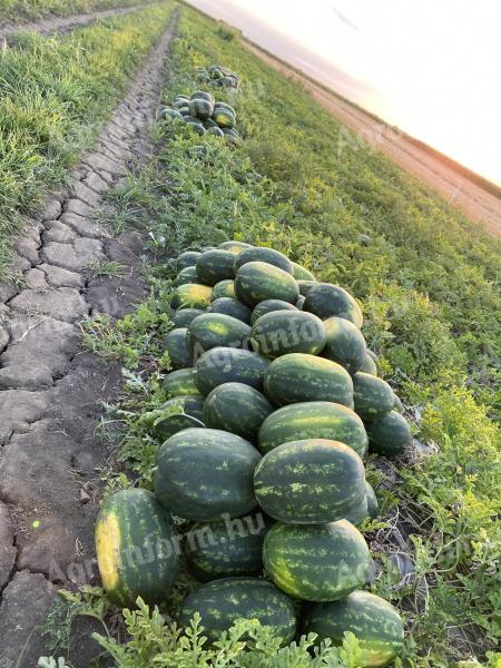 Rubinmelone zu verkaufen