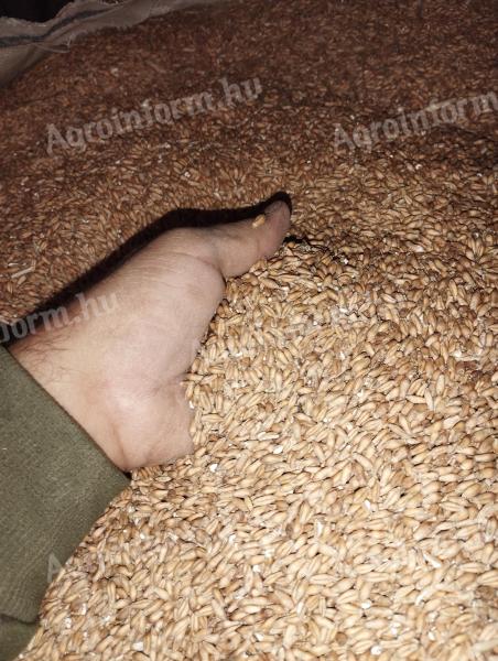 Triticale