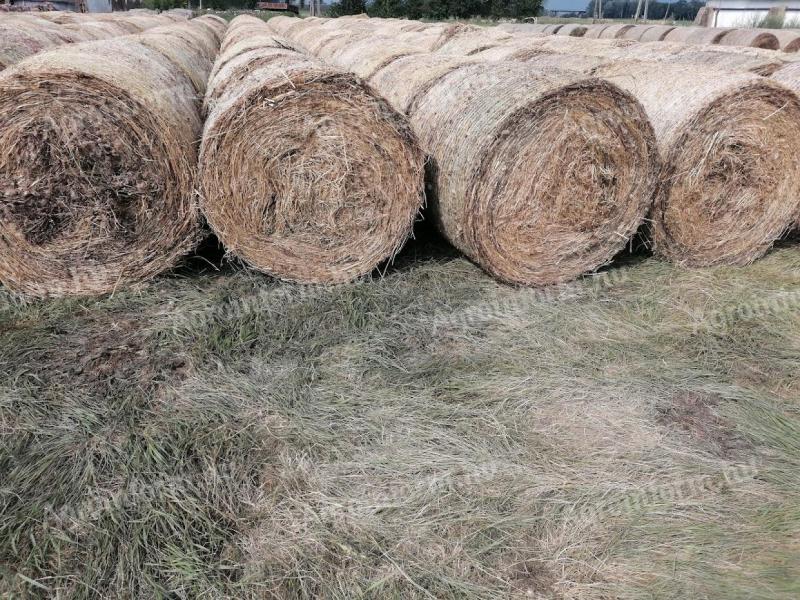 Bale lucerne za prodajo