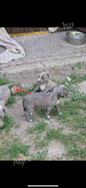 Staffordshire puppies