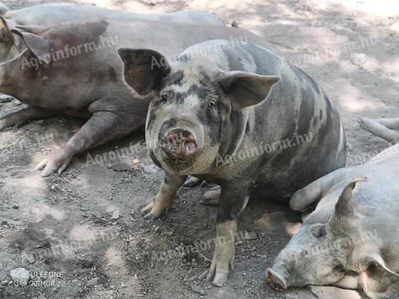 Porci pentru îngrășare