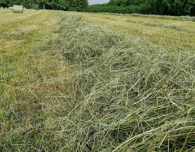 I am looking for the best quality hay