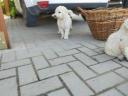 Komondor breed puppies