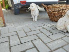 Komondor breed puppies