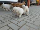 Komondor breed puppies