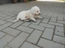 Komondor breed puppies