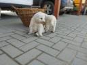 Komondor breed puppies