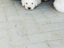 Komondor breed puppies