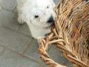 Komondor breed puppies