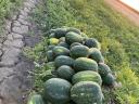 Watermelons for sale from producer