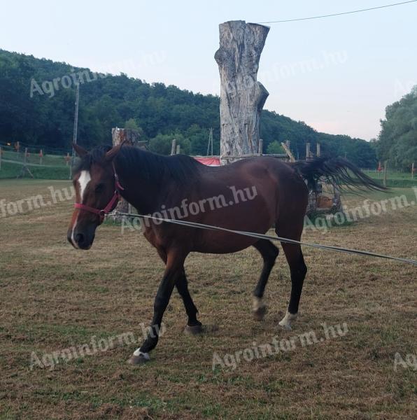 Mare for sale in Verőce