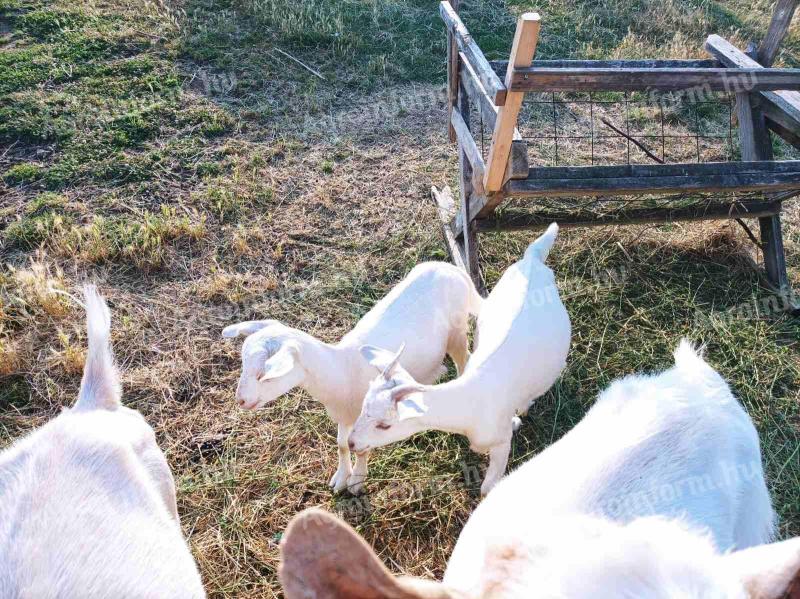 Kozia guľa, matka koza, koza na dojenie