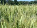 LG Altigo winter wheat stripped grade II seed for sale