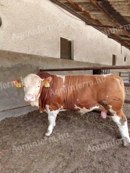 Hungarian pedigree bulls for meat production