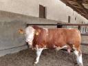 Hungarian pedigree bulls for meat production