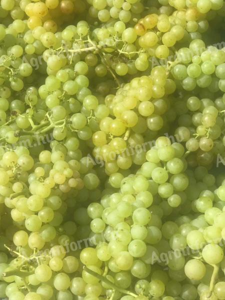 Irsai Olivér grapes for sale in Paks