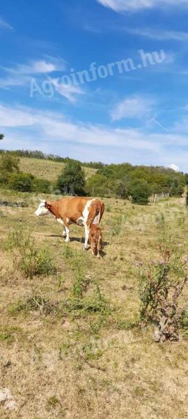 Maďarská pestrá krava a teľa sa dajú vymeniť za ošípané