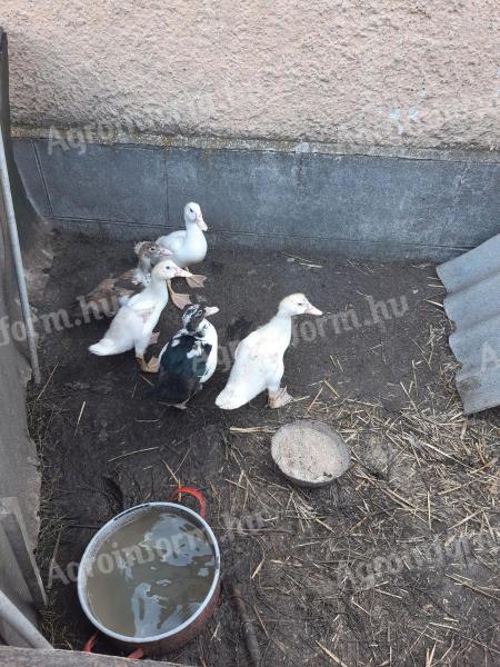 Mute ducks for sale