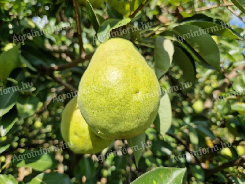 William pear mash for sale