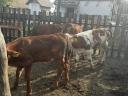 6 calves 3-5 months old for sale