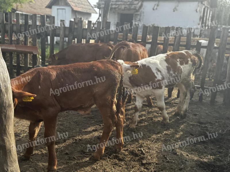 6 calves 3-5 months old for sale