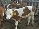 6 calves 3-5 months old for sale