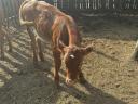 6 calves 3-5 months old for sale