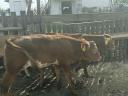 6 calves 3-5 months old for sale