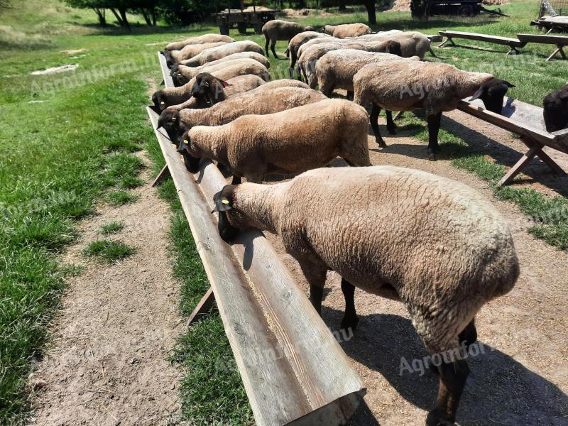 Suffolk pedigree ewes