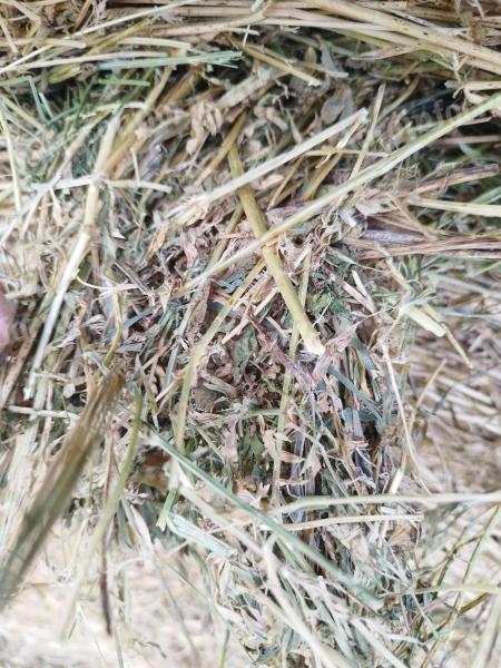 Okrogle bale Lucerna