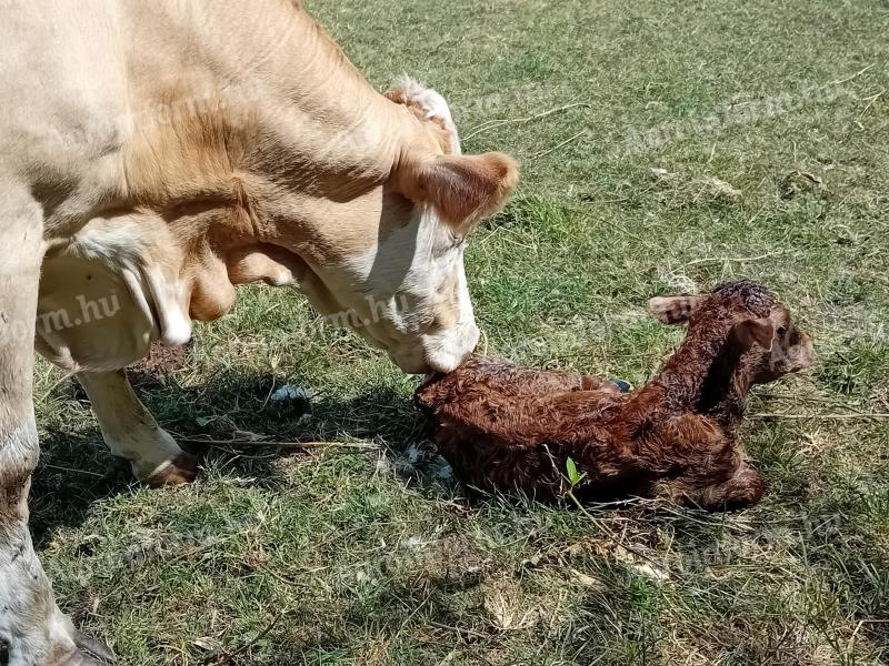 Heavy pregnant mt. Cow