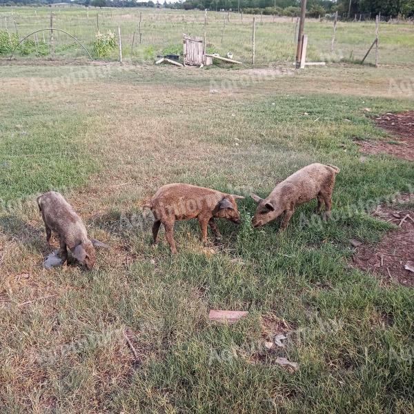 Mangalica malacok eladók