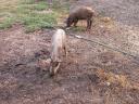 Mangalica malacok eladók