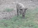 Mangalica malacok eladók