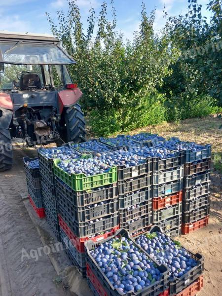 Hochwertige Pflaumen zum Verkauf von einem Züchter