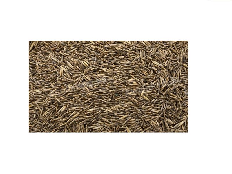 Sand oats for sale with postal delivery